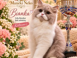Bianka brit hosszúszőrű kislàny