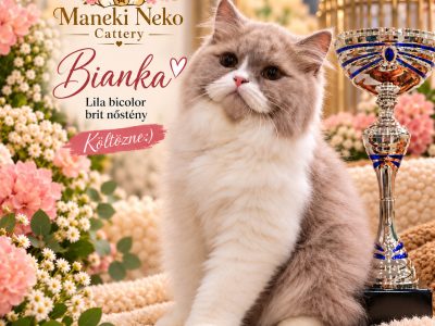 Bianka brit hosszúszőrű kislàny