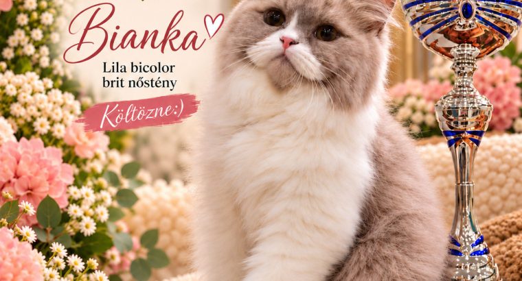 Bianka brit hosszúszőrű kislàny