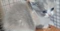 Tricolor, lila-fehér-krém lányka