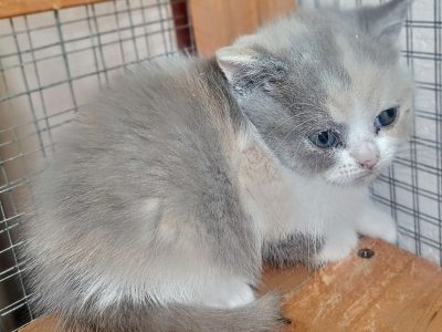Tricolor, lila-fehér-krém lányka