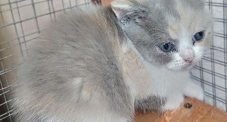 Tricolor, lila-fehér-krém lányka