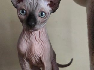 Mufasa 10hetes kandúrka