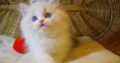 „Yukon” Ragdoll Boy!😇😍💖Blue Lynx