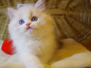 „Yukon” Ragdoll Boy!😇😍💖Blue Lynx