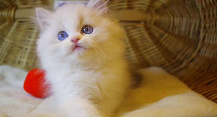 „Yukon” Ragdoll Boy!😇😍💖Blue Lynx