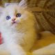 „Yukon” Ragdoll Boy!😇😍💖Blue Lynx