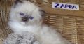 😍”Zappa” Ragdoll Boy!😇😍💖