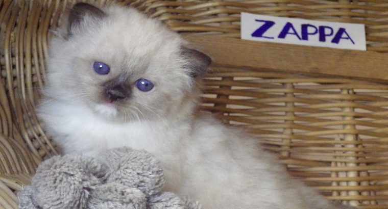 😍”Zappa” Ragdoll Boy!😇😍💖