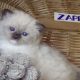 😍”Zappa” Ragdoll Boy!😇😍💖