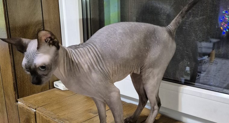 Sessy – seal mink nőstény cica