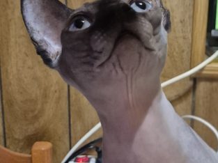 Sessy – seal mink nőstény cica