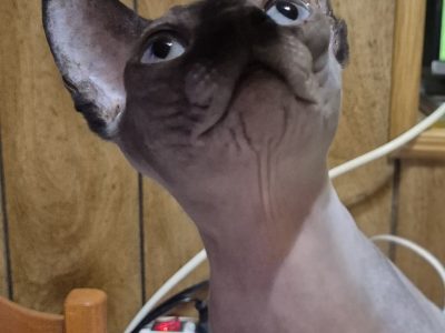 Sessy – seal mink nőstény cica