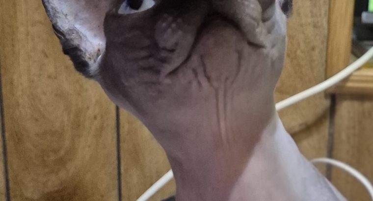 Sessy – seal mink nőstény cica