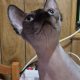 Sessy – seal mink nőstény cica