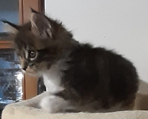 Zizi keresi az igazit!