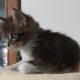 Zizi keresi az igazit!