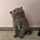 Skót állófülű kis fiú