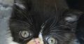 Kíváncsi Exotic Shorthair kisfiú💙