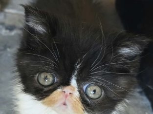 Kíváncsi Exotic Shorthair kisfiú💙