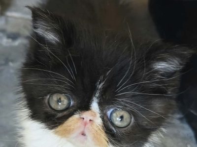 Kíváncsi Exotic Shorthair kisfiú💙