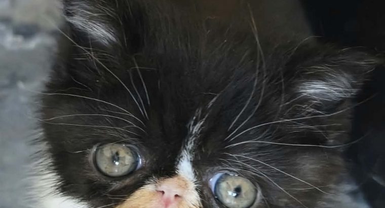 Kíváncsi Exotic Shorthair kisfiú💙