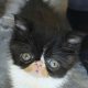 Kíváncsi Exotic Shorthair kisfiú💙