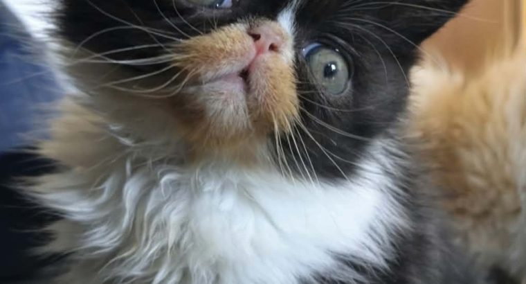 Kíváncsi Exotic Shorthair kisfiú💙