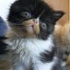 Kíváncsi Exotic Shorthair kisfiú💙