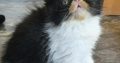 Kíváncsi Exotic Shorthair kisfiú💙