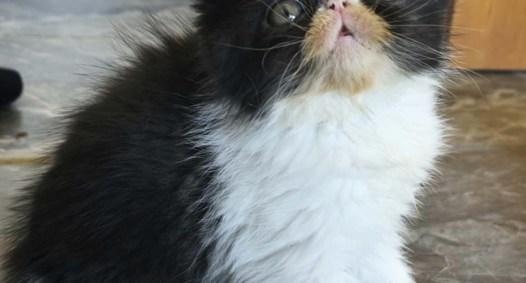Kíváncsi Exotic Shorthair kisfiú💙