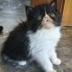 Kíváncsi Exotic Shorthair kisfiú💙