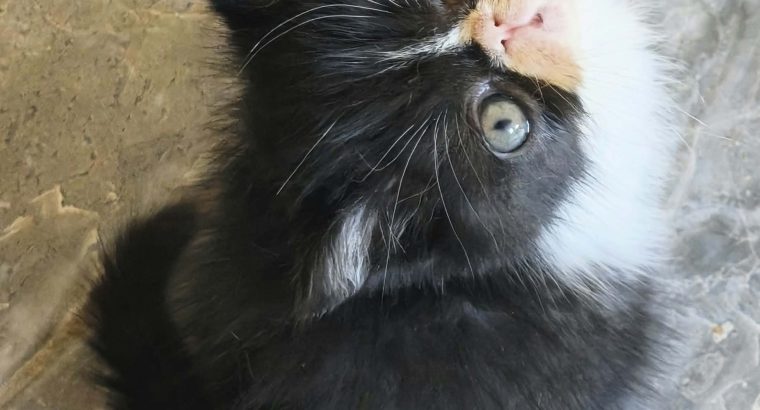Kíváncsi Exotic Shorthair kisfiú💙