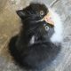 Kíváncsi Exotic Shorthair kisfiú💙
