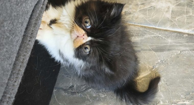 Kíváncsi Exotic Shorthair kisfiú💙