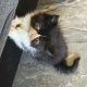Kíváncsi Exotic Shorthair kisfiú💙