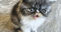 Vagány Exotic Shorthair kisfiú 🩵