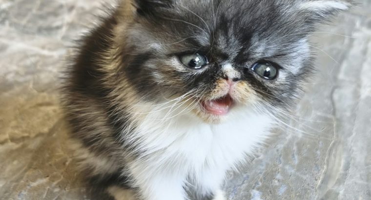 Vagány Exotic Shorthair kisfiú 🩵