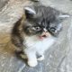 Vagány Exotic Shorthair kisfiú 🩵