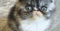 Vagány Exotic Shorthair kisfiú 🩵
