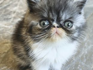 Vagány Exotic Shorthair kisfiú 🩵