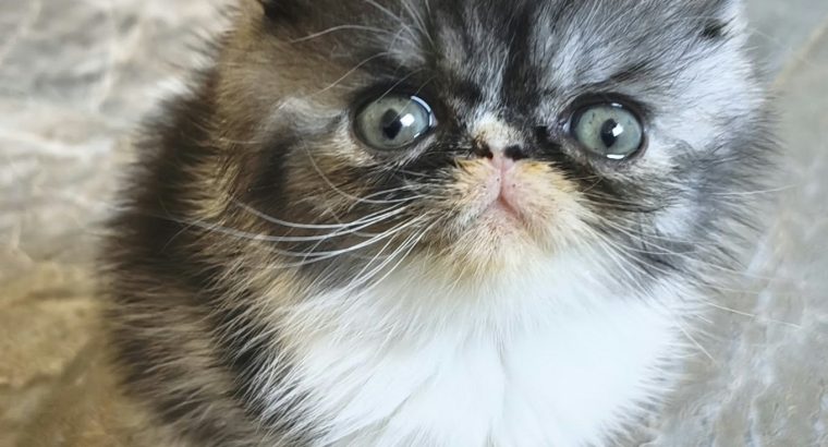 Vagány Exotic Shorthair kisfiú 🩵