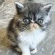 Vagány Exotic Shorthair kisfiú 🩵