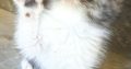 Vagány Exotic Shorthair kisfiú 🩵