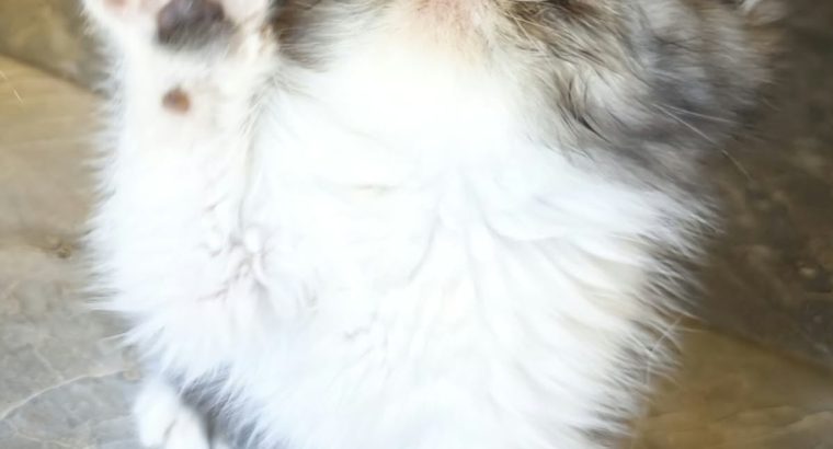 Vagány Exotic Shorthair kisfiú 🩵