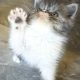 Vagány Exotic Shorthair kisfiú 🩵