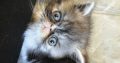 Vagány Exotic Shorthair kisfiú 🩵