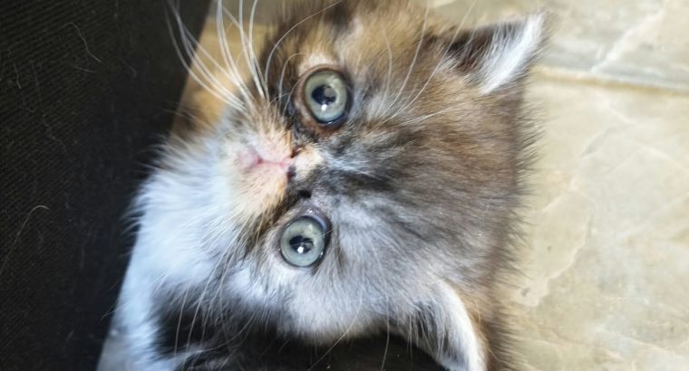 Vagány Exotic Shorthair kisfiú 🩵
