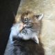 Vagány Exotic Shorthair kisfiú 🩵