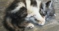 Vagány Exotic Shorthair kisfiú 🩵